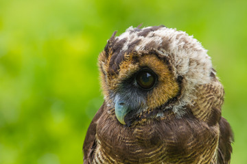 Asian Brown Wood Owl