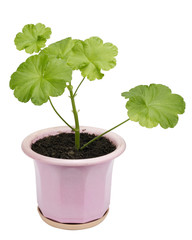 Geranium young plant isolated