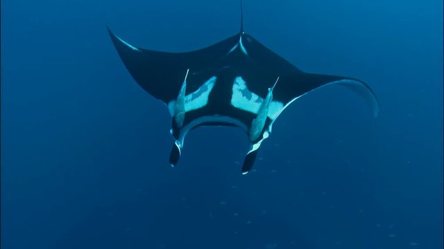 Diving below a giant manta ray at Socorro, Mexico.