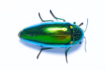 Jewel beetle isolated on the white background.