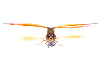 The dragonfly isolated on the white background.