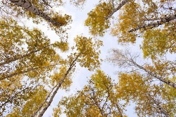 autumn forest