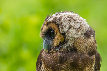 Asian Brown Wood Owl