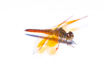 The dragonfly isolated on the white background.