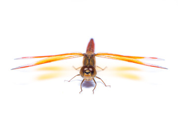 The dragonfly isolated on the white background.