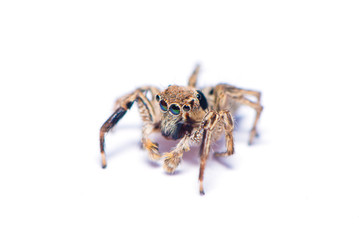 The hairy spider isolated on the white background.