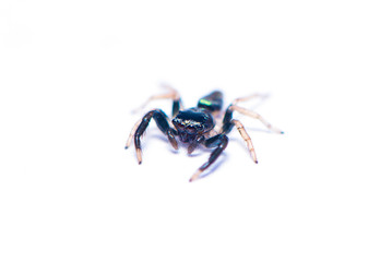 The black spider isolated on the white background.