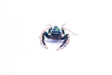 The black spider isolated on the white background.