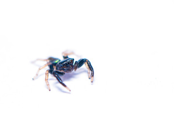 The black spider isolated on the white background.