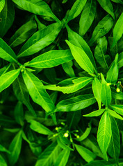 Green Leaves - natural background