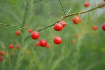 Red asparagus fruits in a home garden