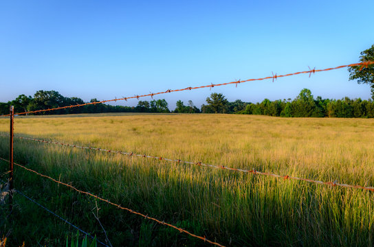 Barbed wire fence along a golden field