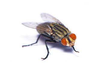 Fototapeta premium The housefly isolated on the white background.