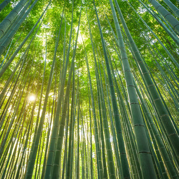 Fototapeta Las bambusowy w Arashiyama