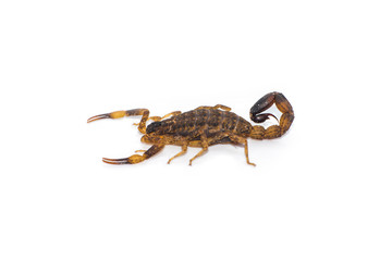 Thai scorpion isolated on the white background.