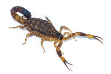 Thai scorpion isolated on the white background.