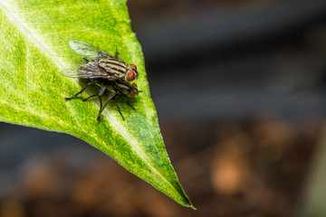 The houseflies mating on the leaf.
