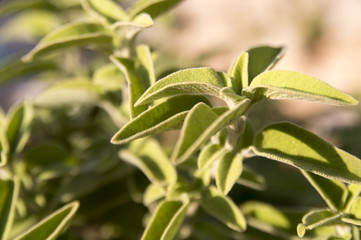Greek sage (Salvia fruticosa)
