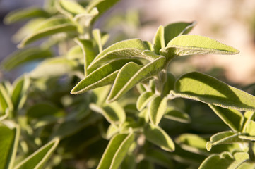 Obraz premium Greek sage (Salvia fruticosa)