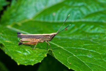 The grasshopper sit on the leaf