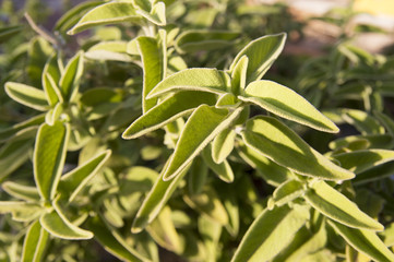 Greek sage (Salvia fruticosa)