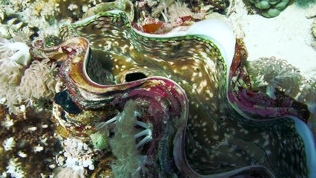 Giant clam spawning on coral reef, Tridacna squamosa
