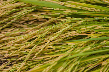 Close-up of green rice field