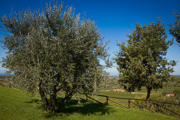 Donoratico, Castagneto Carducci, Livorno - Tuscany