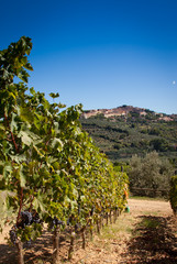 Naklejka premium Donoratico, Castagneto Carducci, Livorno - Tuscany