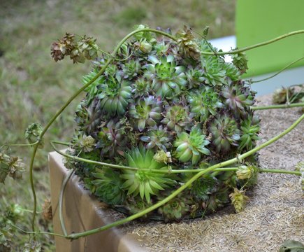 Kugeldekoration Gebinde aus Sedum 