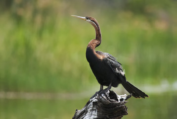 African Darter, Anhinga rufa, drying bird on the branch after fishing, Kruger National Park, South Africa