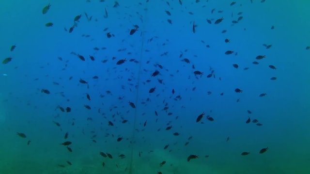 Deep water fish swimming