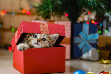 Cute kitten in christmas.