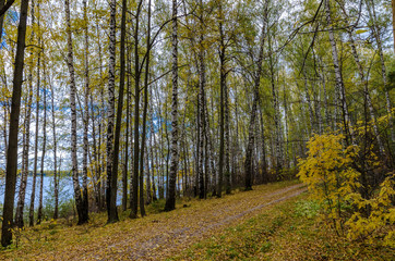 In The Autumn Forest