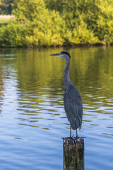 A grey heron standing on a wooden post on the lake in Hyde Park