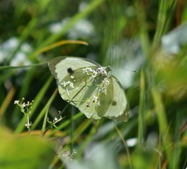 papillon vert