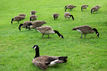 Oies bernache en colonie, parc floral Paris