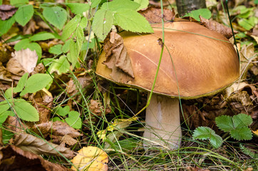 In The Autumn Forest