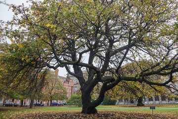 Fototapeta na wymiar Rainy autumn day in the Park of Trinity College, Dublin, Ireland