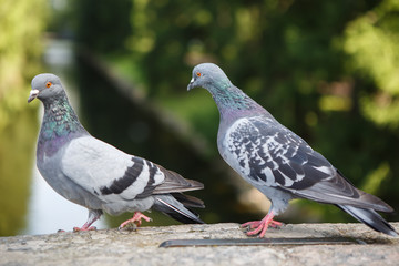 Naklejka premium Pair of grey pigeons lovers great. Urban bird dove close. World of wild animals. The couple birds.