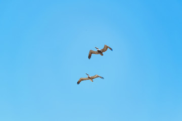 Pelicans Flying at Blue Sky Santa Elena Ecuador