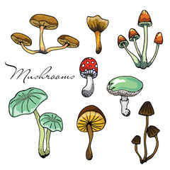 Nature illustration. Natural materials. Forest postcard. Assorted mushrooms. Edible and poisonous mushrooms. Seamless pattern