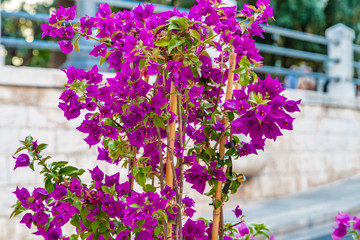  bougainvillea glabra bracts