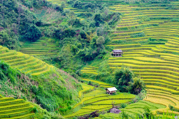 Rice fields at Northwest Vietnam.