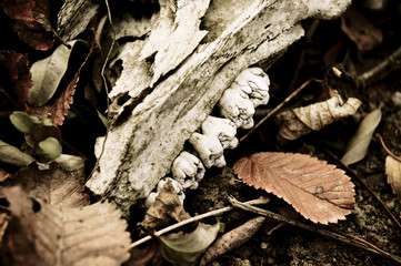 Piece of animal skull lying among the faded leaves