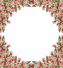 Dog rose (Rosa canina) flowers on a white background