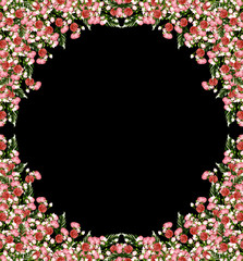 Bright colorful flowers wild rose isolated on a black background