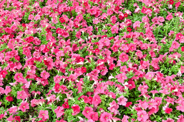 A lot of pink flowers