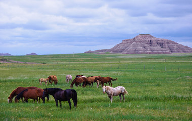 Horses grazing near Badlands South Dakota