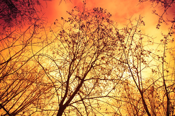 Obraz premium Fire in forest